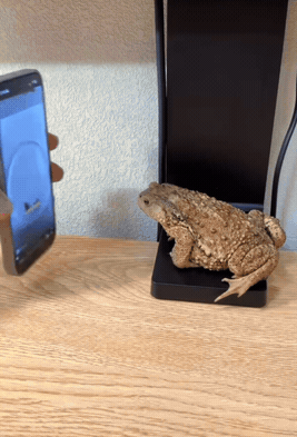 当代蟾蜍捕猎现状：猎物都从线下转线上了，盯着手机里的虫子蓄势待发，望虫止饿，给蛤