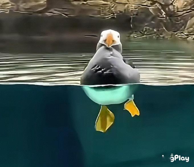 划水的簇羽海鹦 ​​​