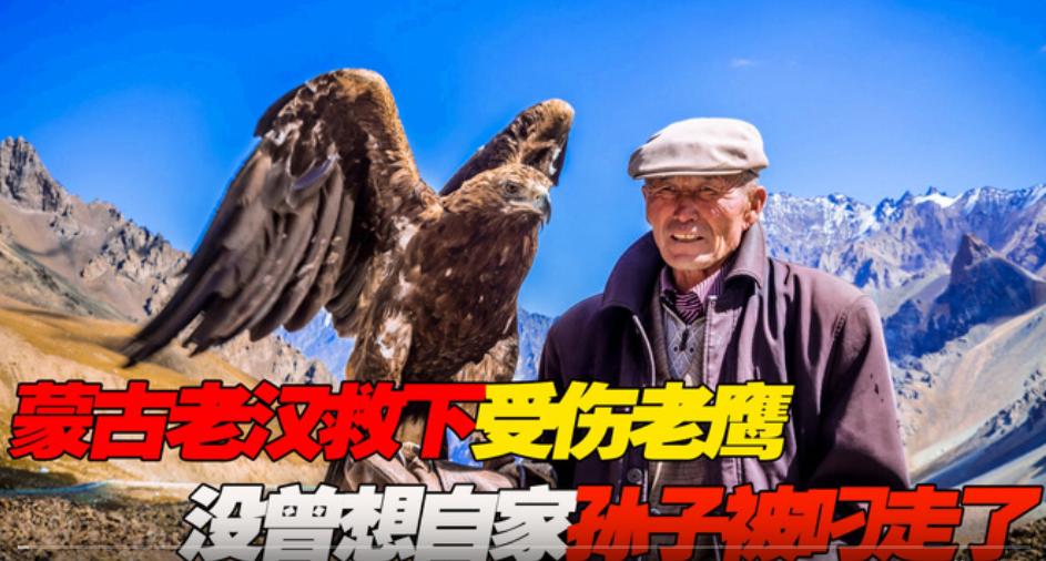 2020年，一蒙古老汉救下1只受伤老鹰。哪料，1年后，老汉孙子满月时，老鹰一个俯