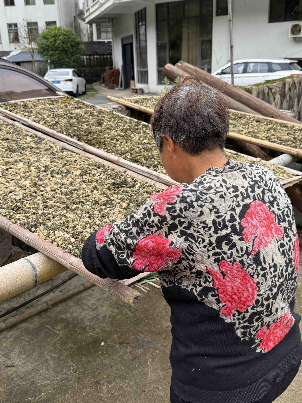 今天中午12点，温州文成县让川村的畬族大妈，在街道旁晾晒梅干菜。
梅干菜可以用来