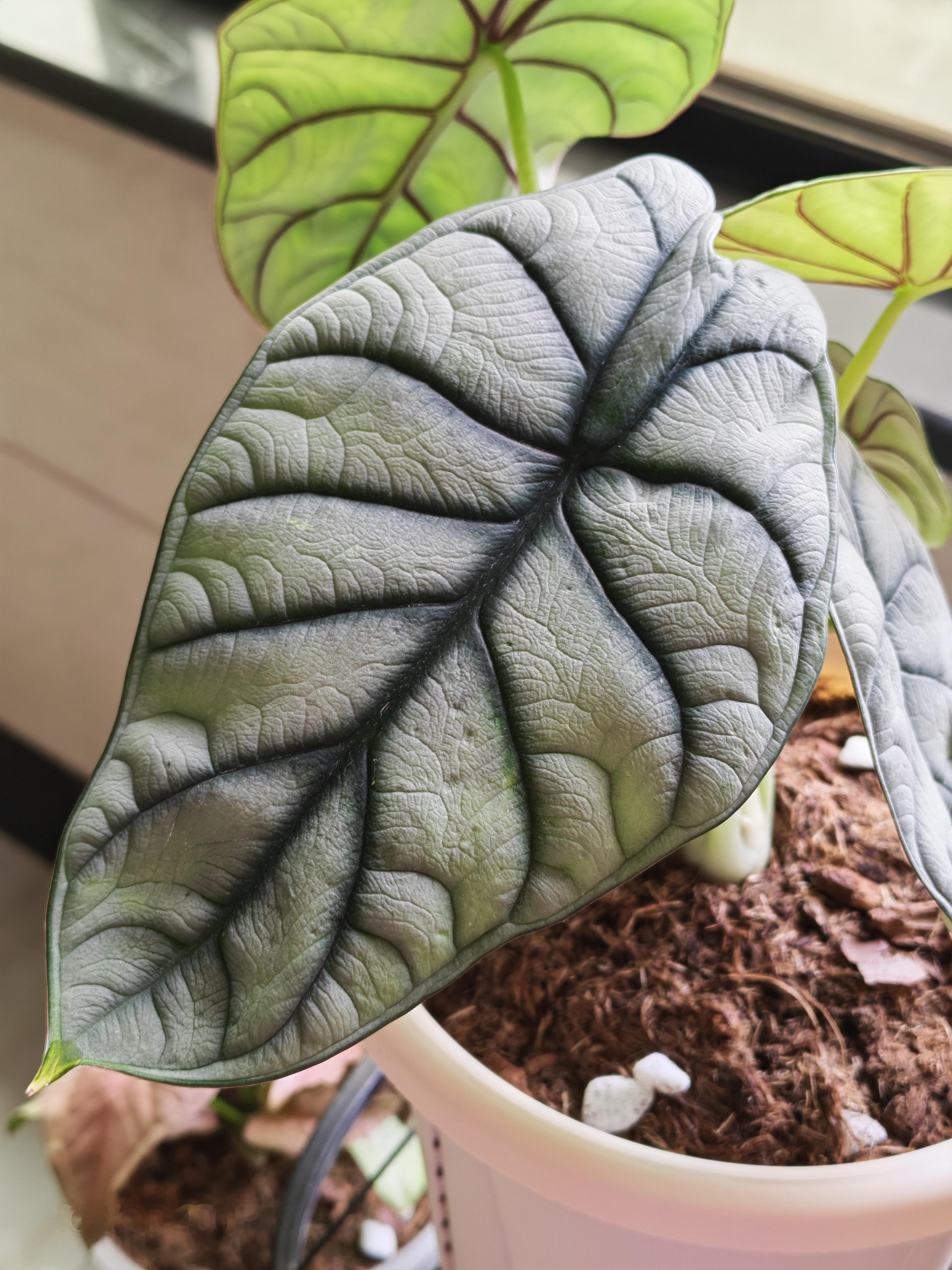 看腻了柔美的花，其实这样硬邦邦的海芋也是很好看的[馋嘴]白犀牛海芋，前来报道[举