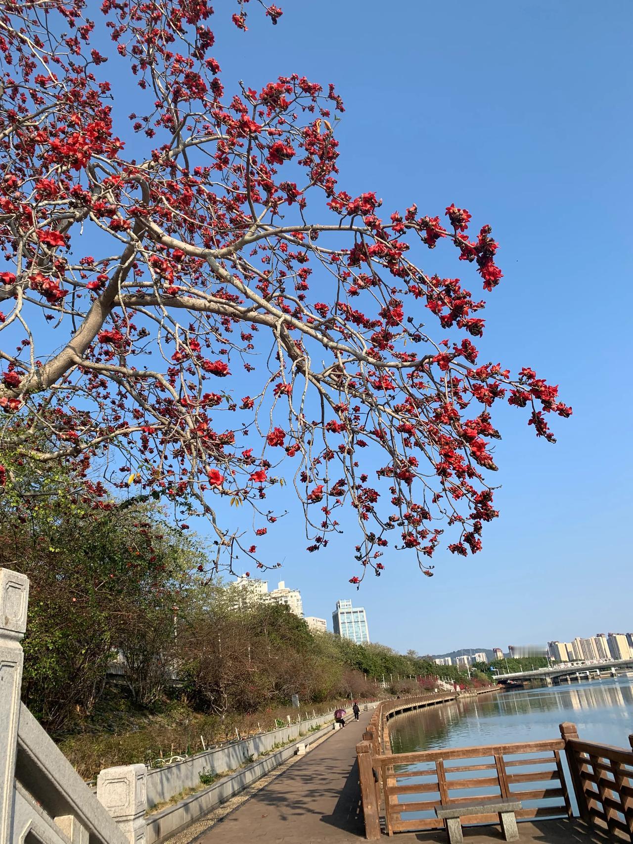 行至河源市新丰江步道，看见几棵木棉树开的正艳，随手一拍，生活温暖美好。