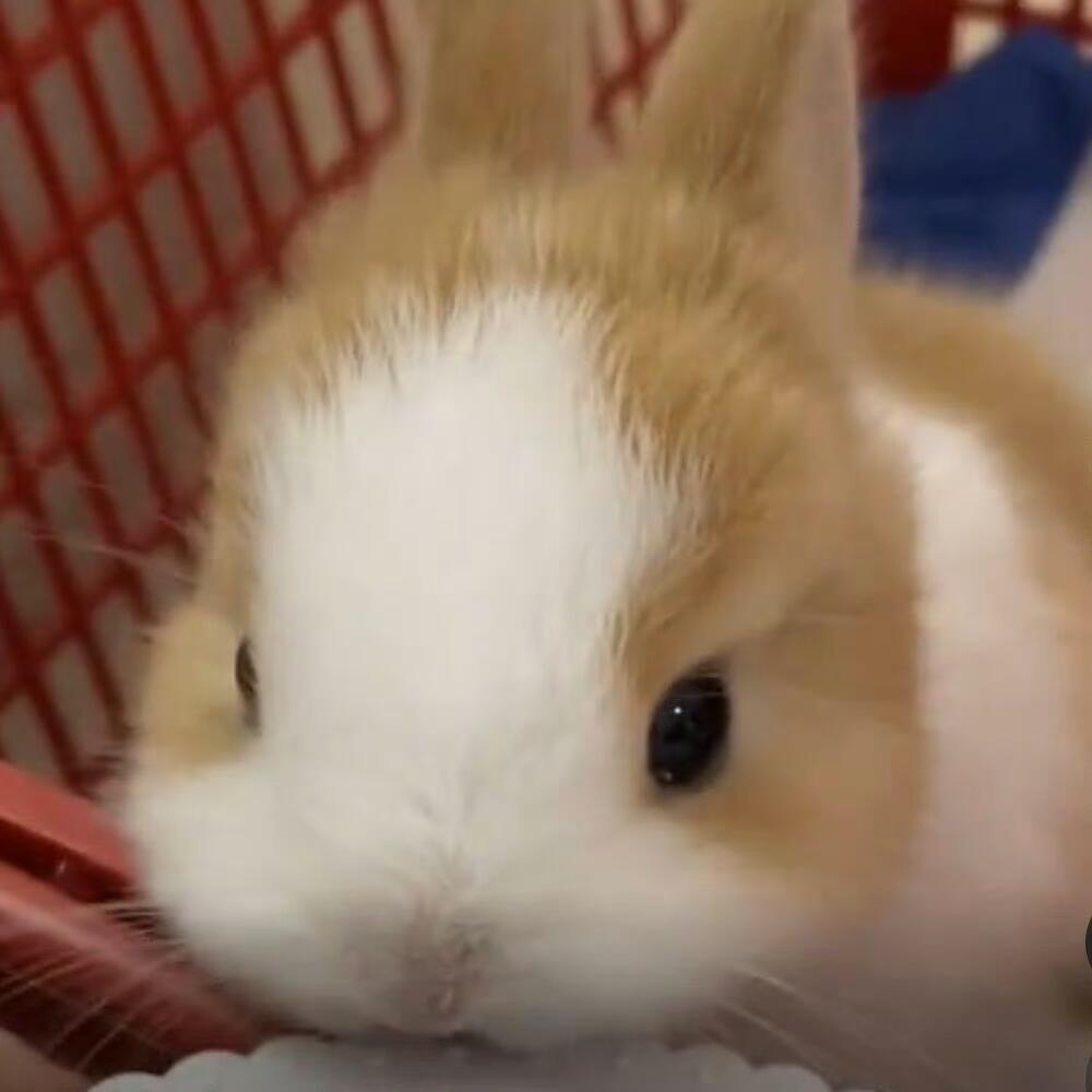 ☆₊⋆ 🐰🪺🧁⋆*☆ 