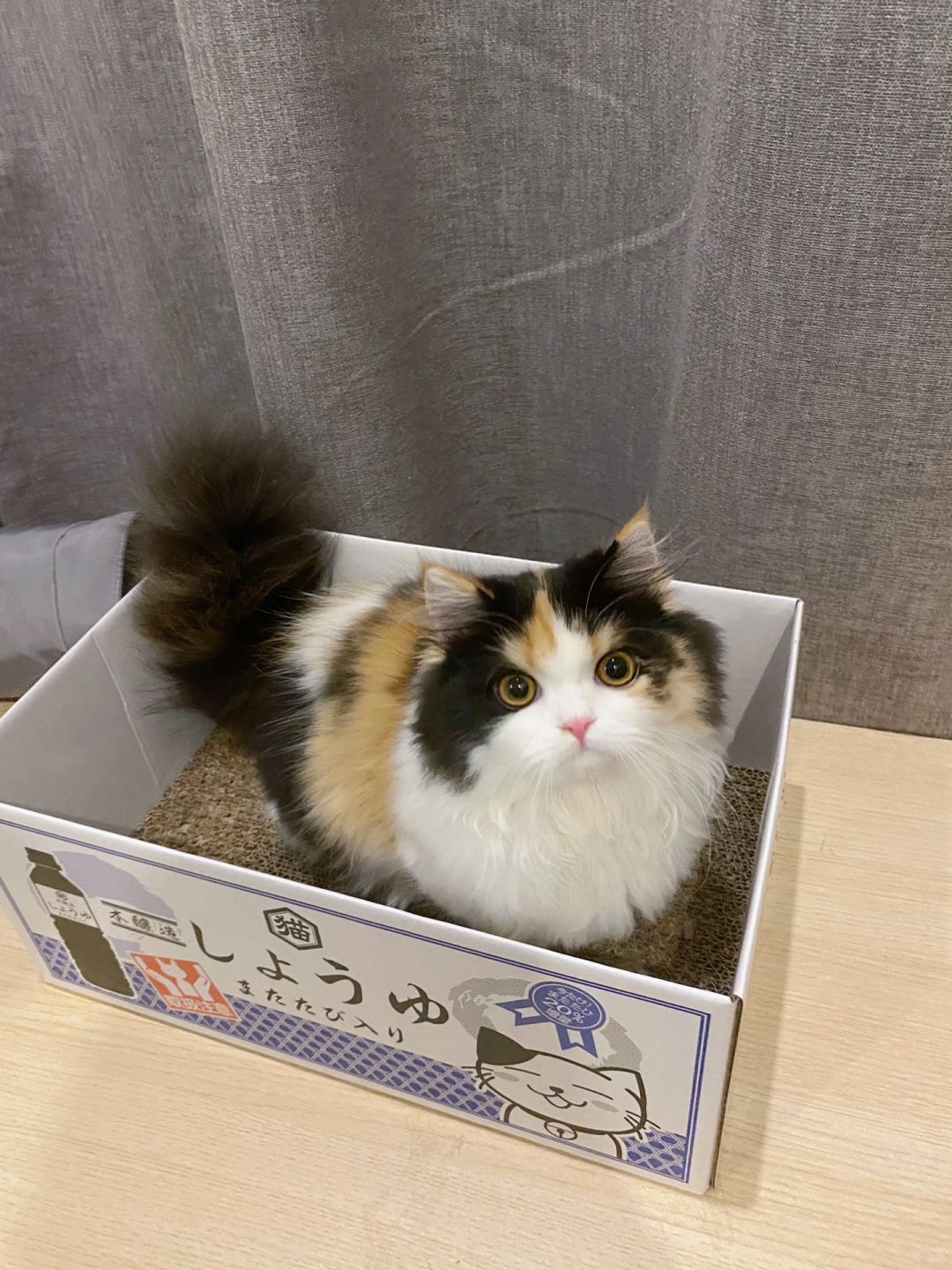 对猫咪来说，金箱银箱不如它的破纸箱📦
