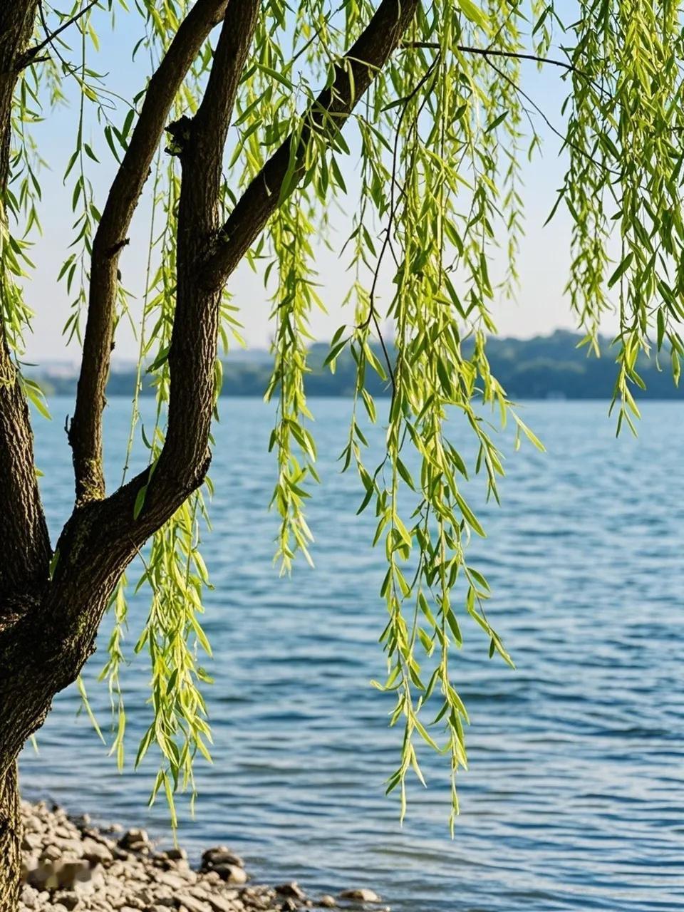 出上：水中无鱼虾称霸，
对下：江岸有柳草自豪。