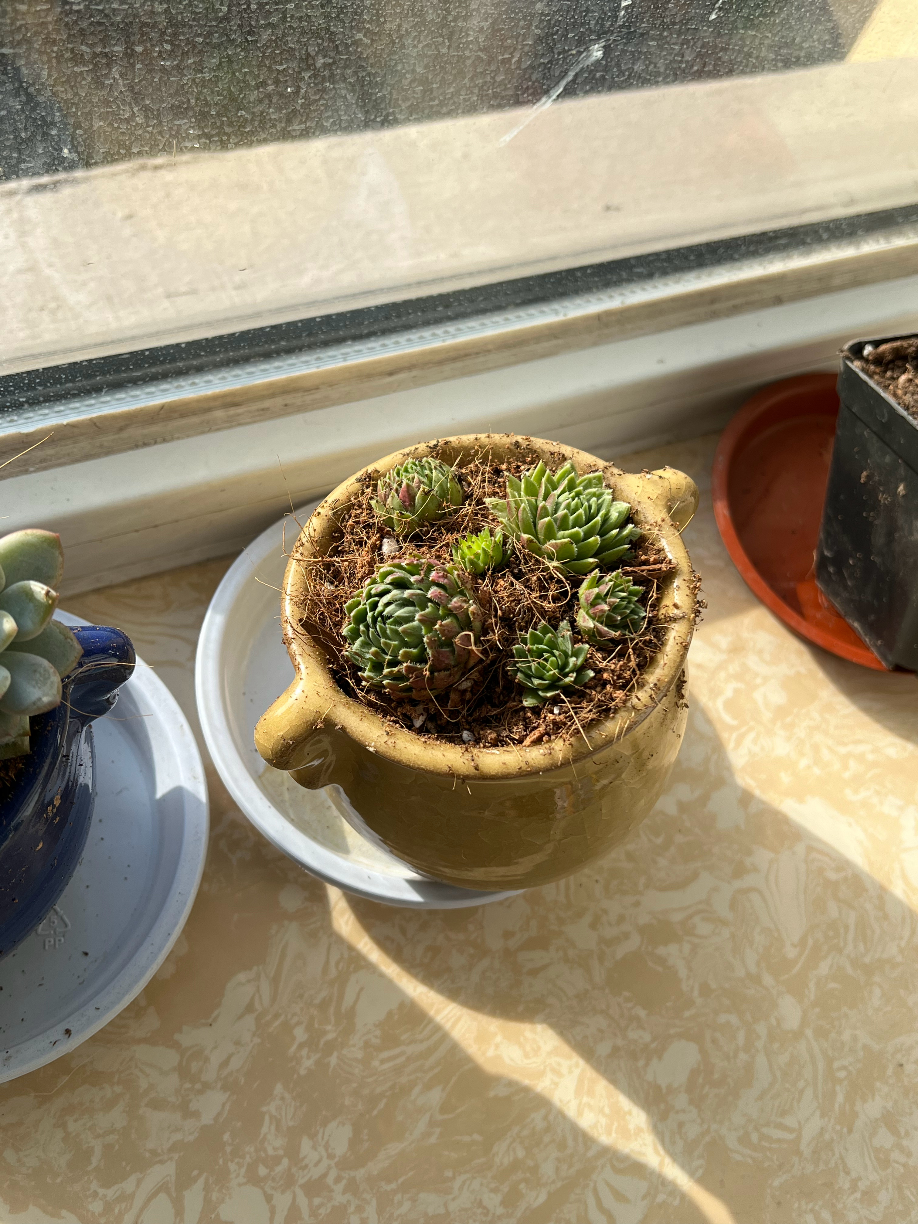 发现养的多肉有点蔫，发现不对结果是因为我浇水太多，烂根了赶紧救一下，看见能不能救