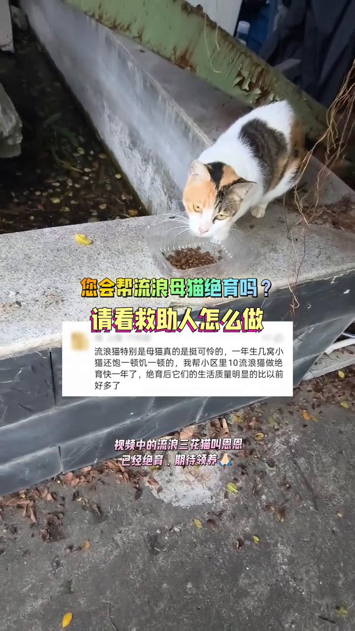 您会帮流浪母猫绝育吗？请看救助人怎么做。
流浪猫特别是母猫真的是可怜的，一年生几