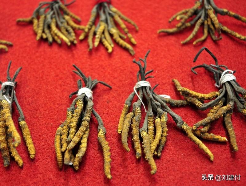 年销20万根的冬虫夏草是胶水拼的 年销20万根的冬虫夏草竟是胶水拼接而成，商家为