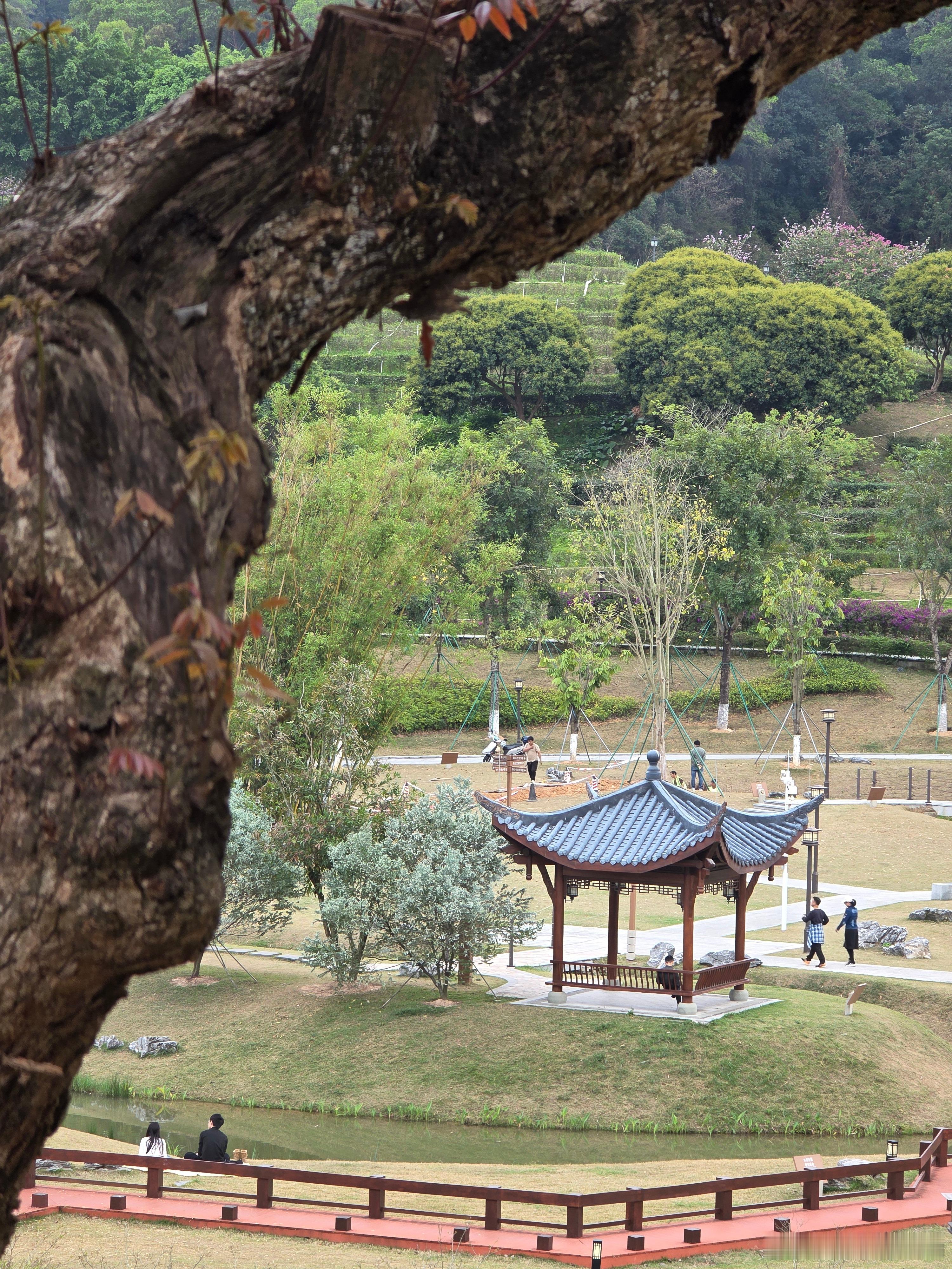 摄影技巧[超话] 《林间亭畔的时光慢调》 躲在粗壮的树干后，悄悄窥探这方天地。远