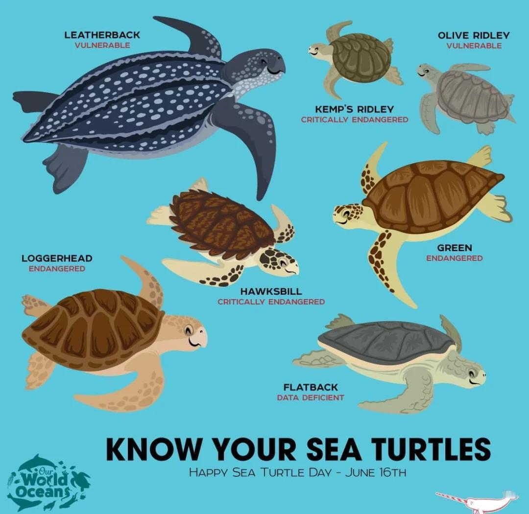 李现和小海龟互动上了 海龟是海龟总科动物的统称。这个总科分为两个科：棱皮龟科和海