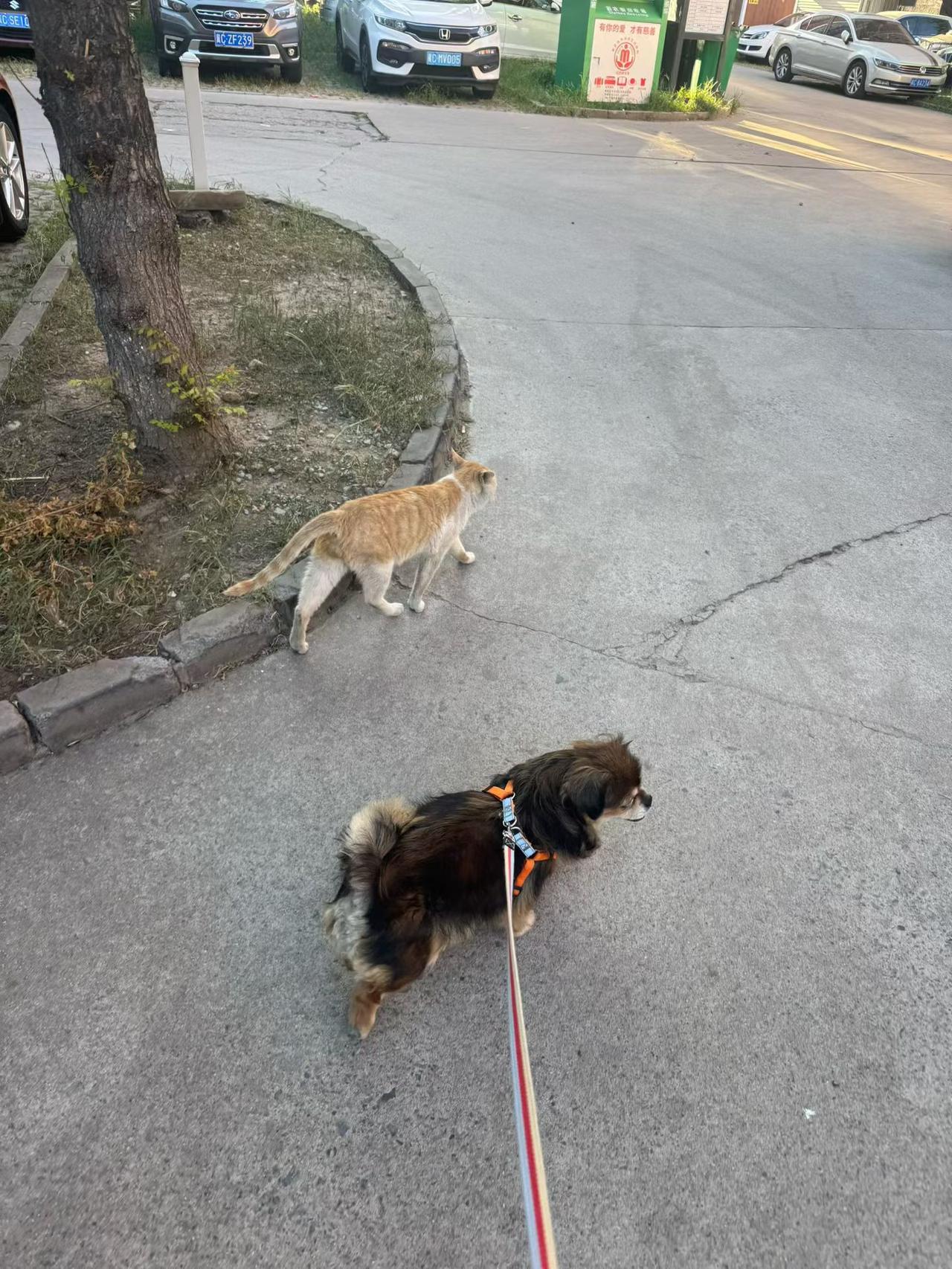 一猫一狗走天下