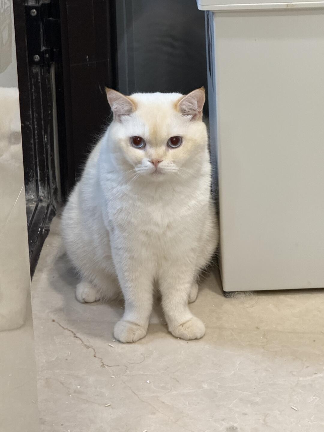立正 稍息 调皮小猫罚站