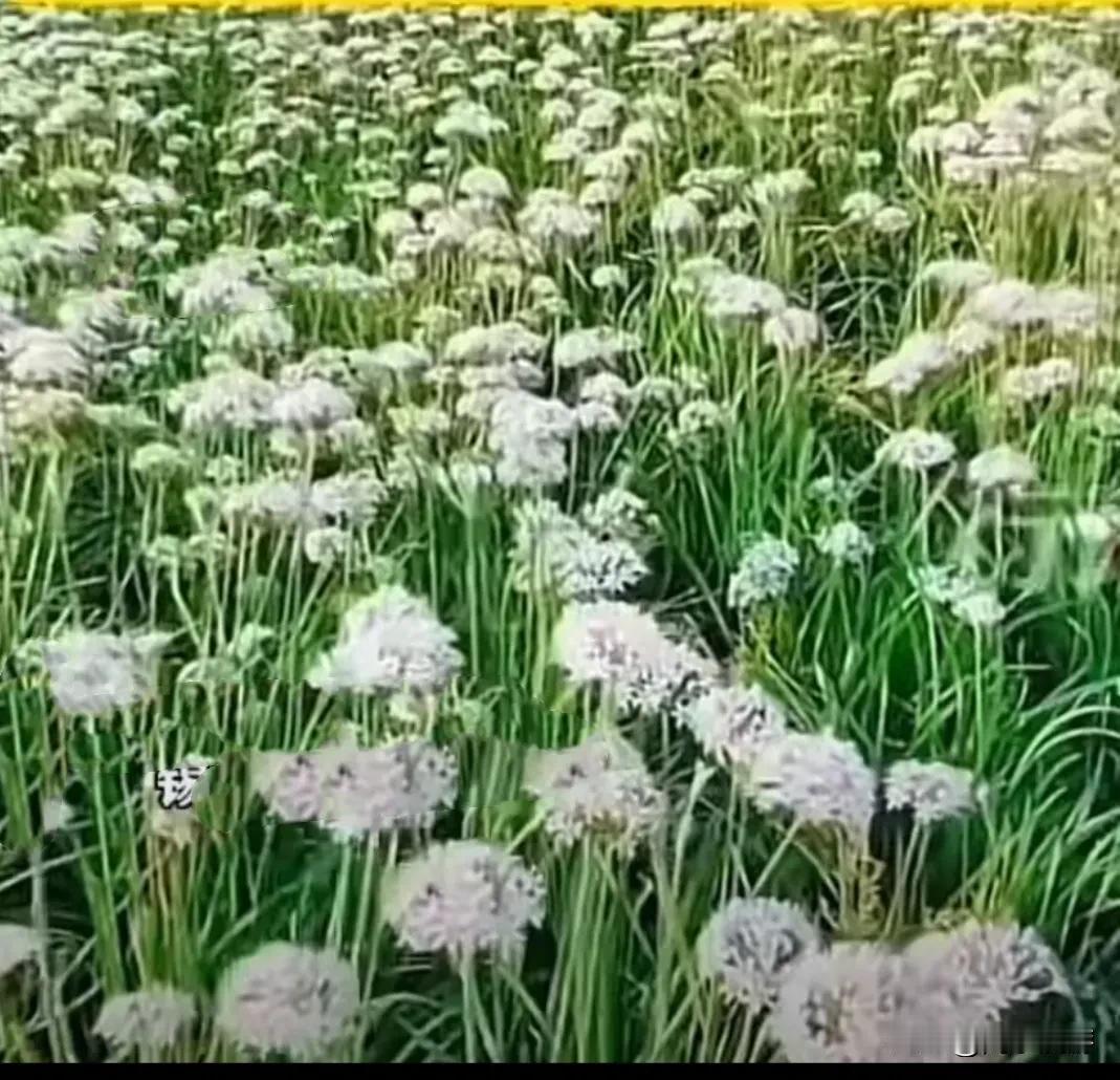 内蒙古的牧民承包了牧场，那么牧场里野生的蘑菇、韭菜是属于牧民的合法财产？还是属于