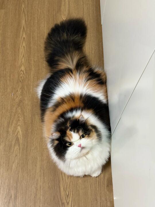 我小猫咪也不是面团捏的！