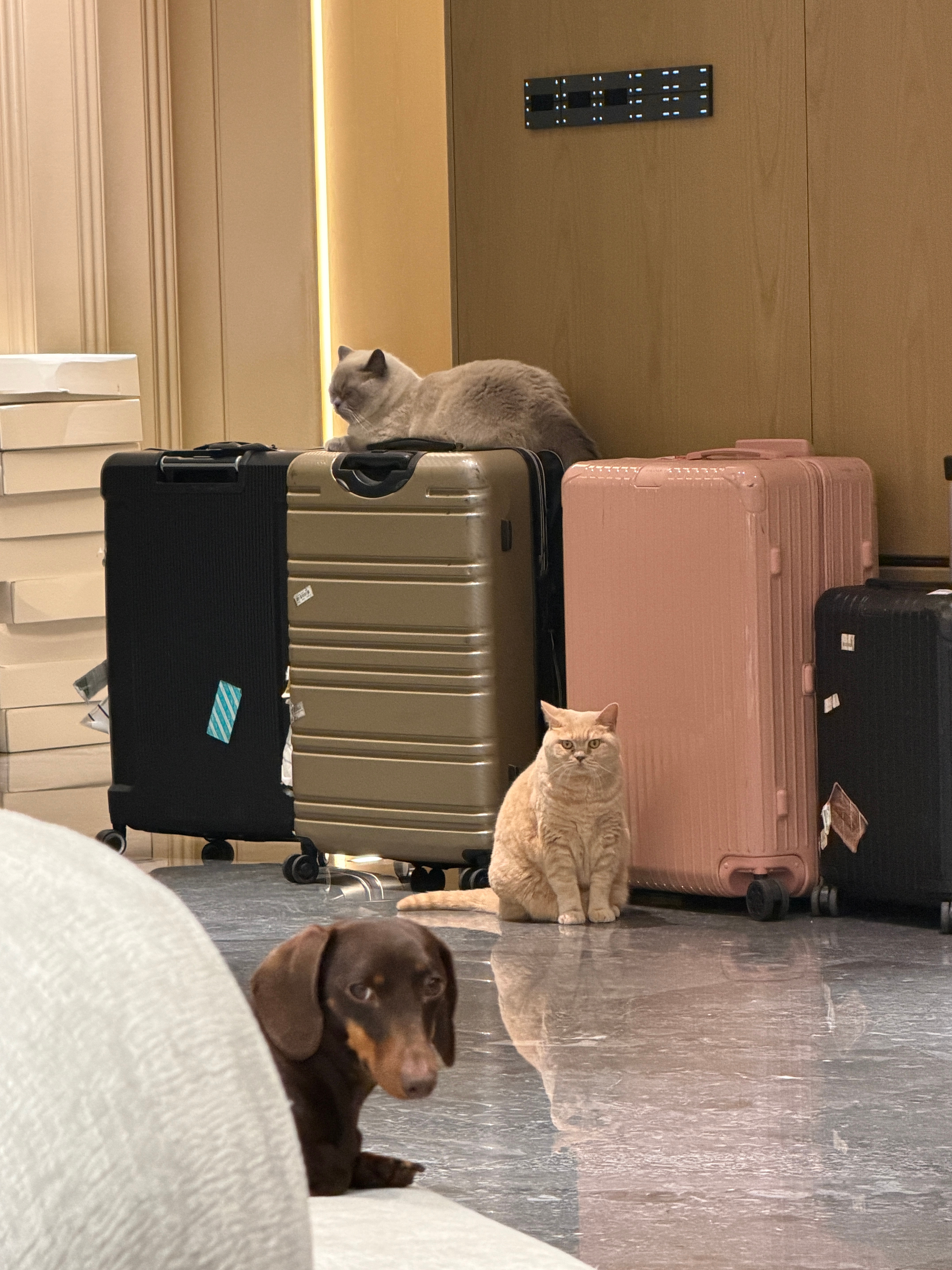 再去拍几天美衣（猫果然只有晚上最可爱 眼睛圆圆的 现在两只和熬夜熬多了一样） 