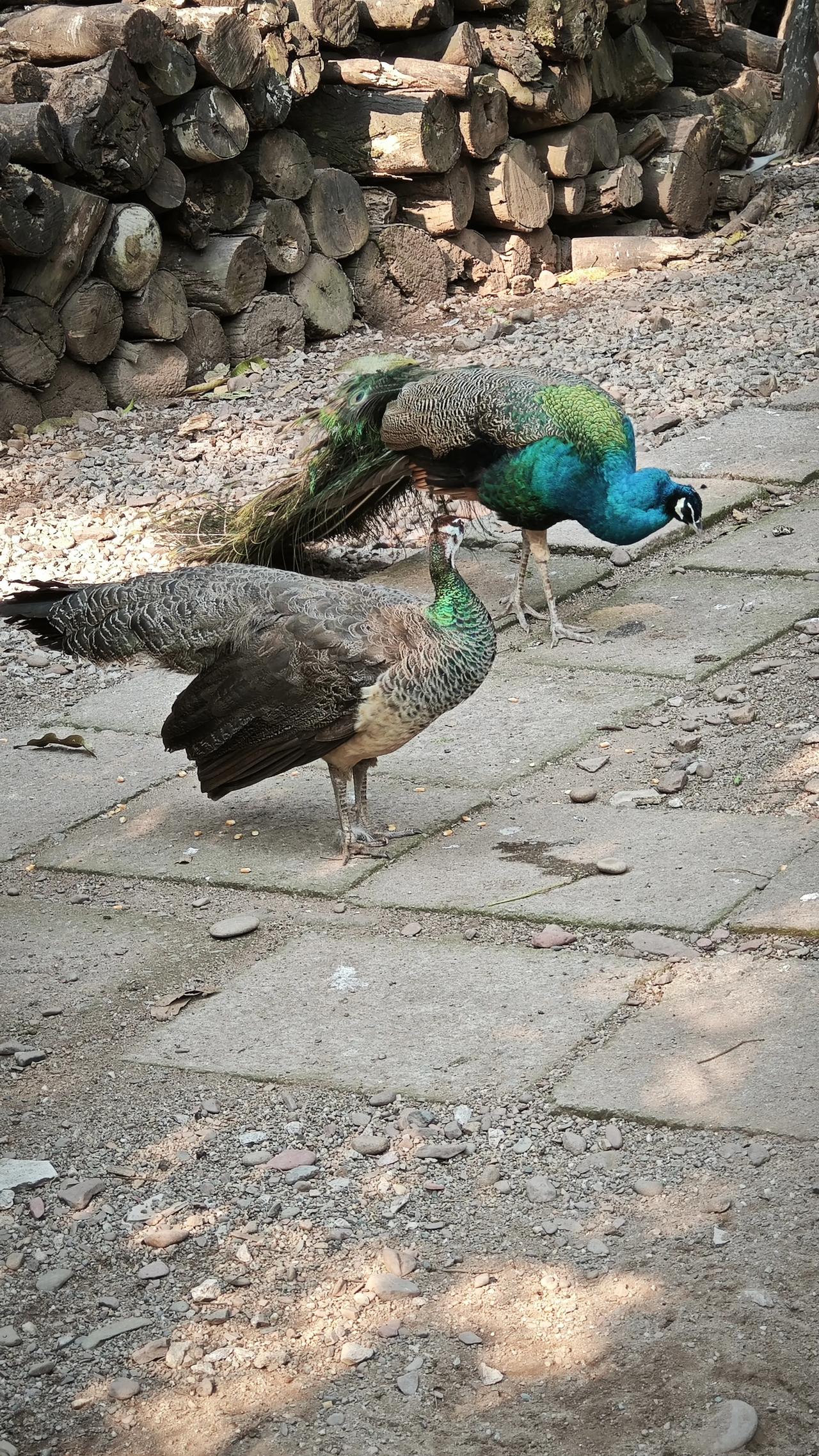 分享一张最近随手拍的照片丙午马年，遇见孔雀就是遇见福气！看这对灵禽闲庭信步，寓意