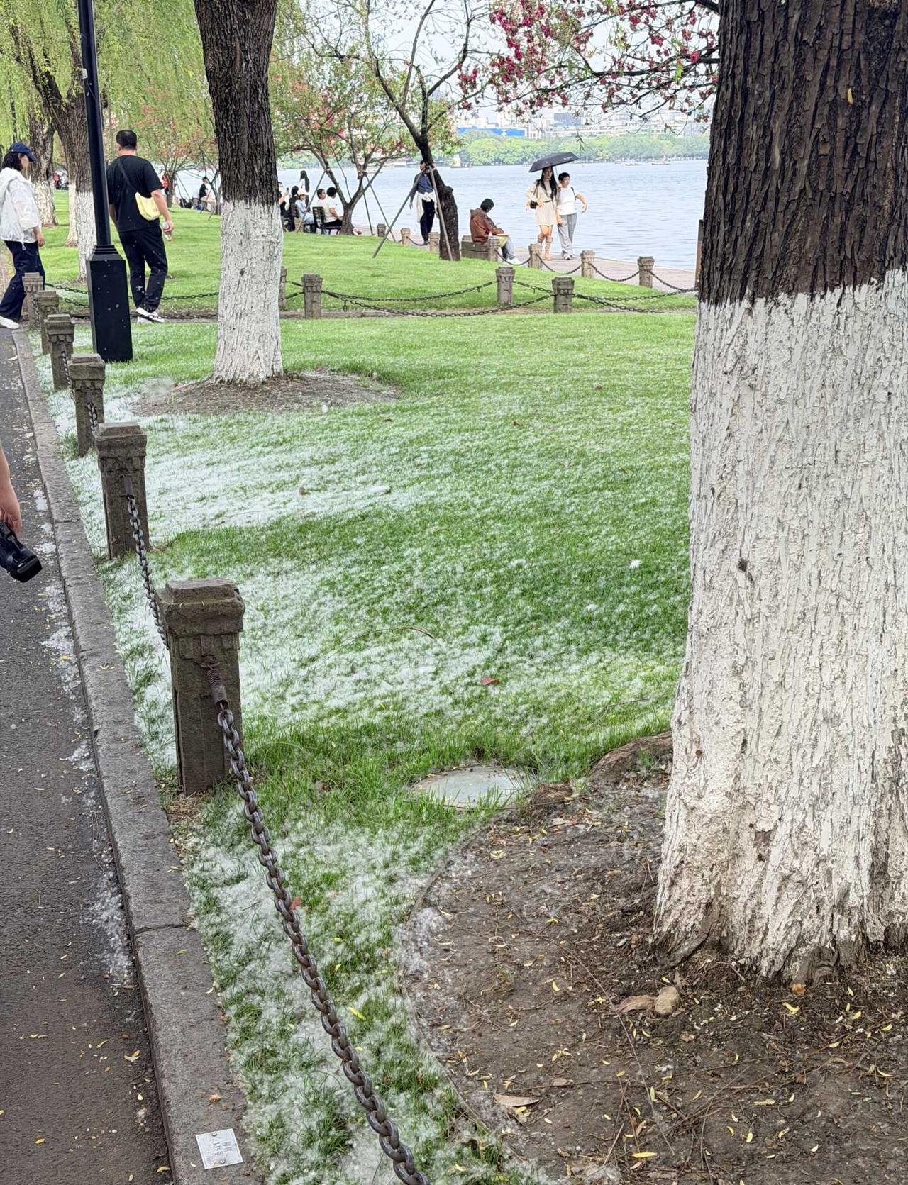 你见过杭州四月飞雪吗
鼻炎患者的噩梦来了，这几天别来西湖边了，毅行的时候将近两公