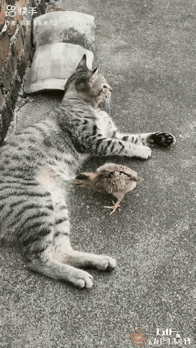 小鸡误把猫咪的器官当成了肥美的肉虫，这一嘴啄下去猫咪直接奔溃了。搞得小鸡一脸懵逼