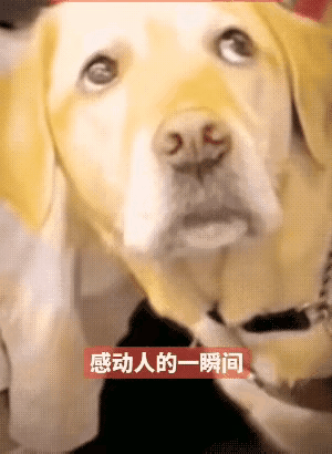 图1：聪明的毛孩子，简直是懂事的让人有点心痛。