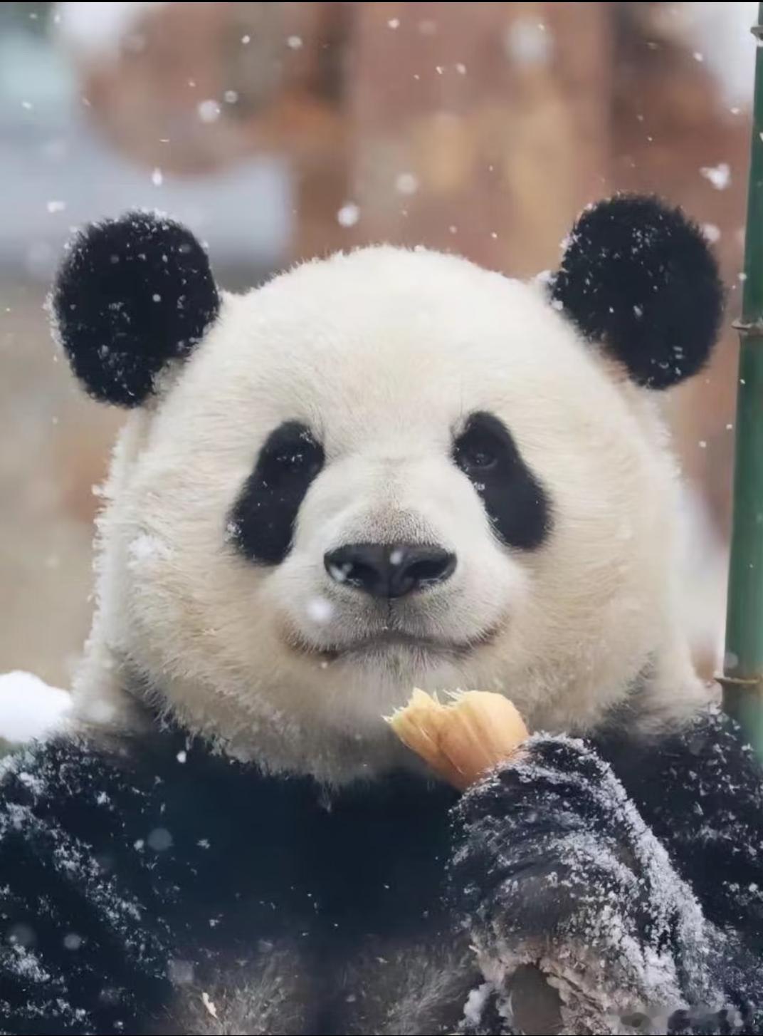 我的大帅哥宝贝终于要搬新家了祝以后的每一天都开心 快乐 健康ee虽然没来看过你?