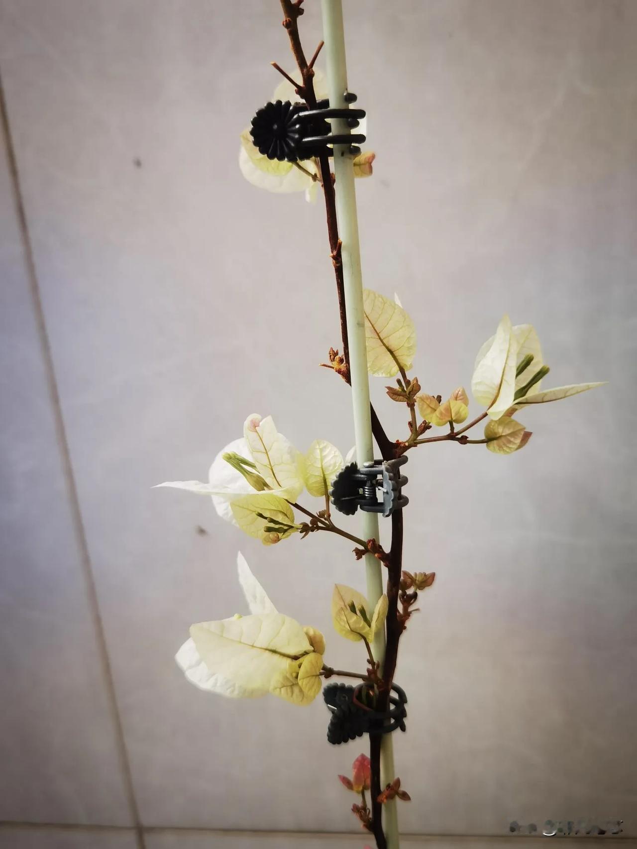 我家阳台上的三角梅又盛开了，每年的春节前后，广州到处都是鲜花环拥，公园里，马路边