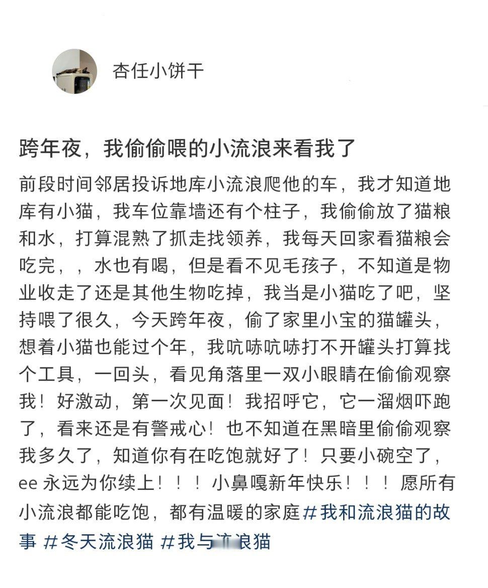 跨年夜我偷偷喂的小流浪来看我了 