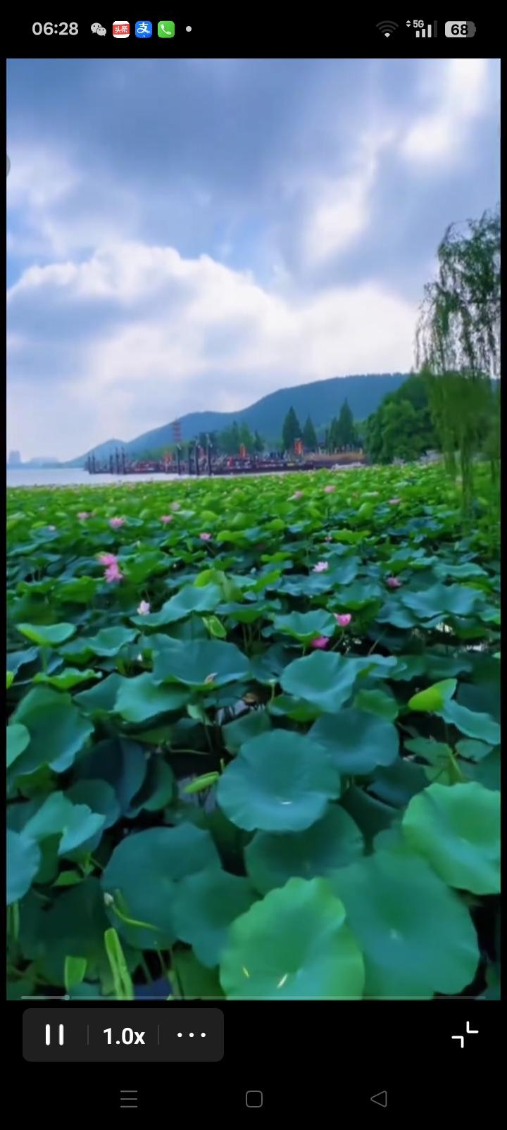 荷塘月色美如画，香气四溢飘万里。