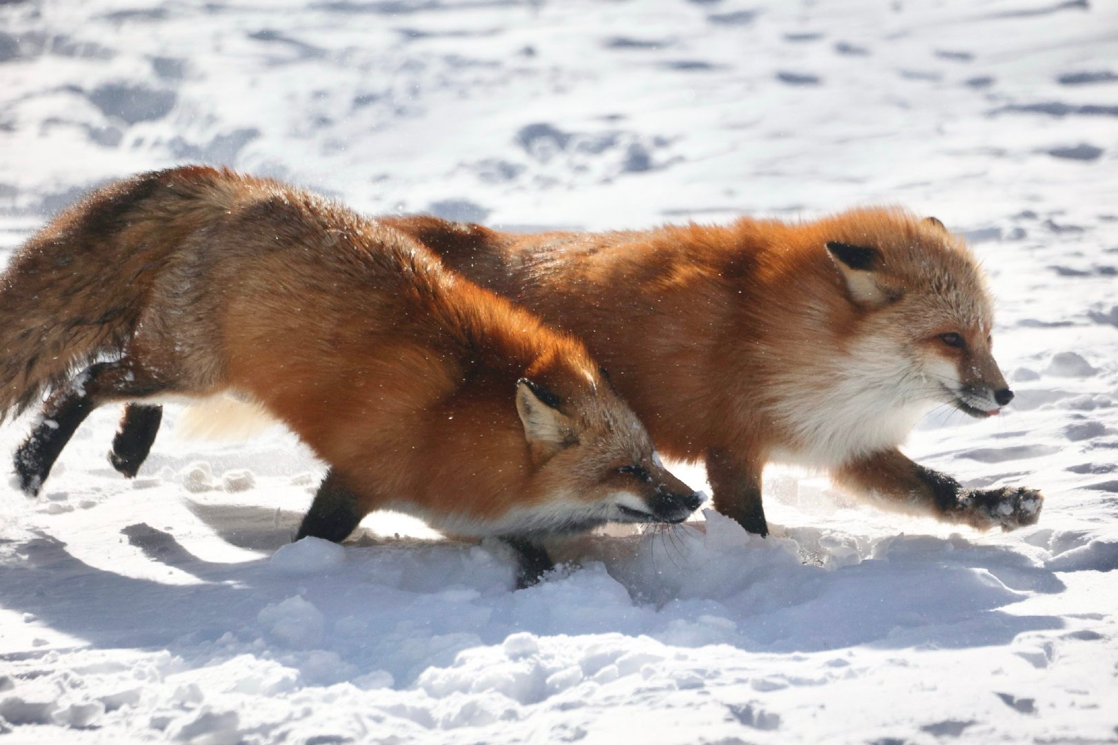 你追我赶©️ttt_zegu952 