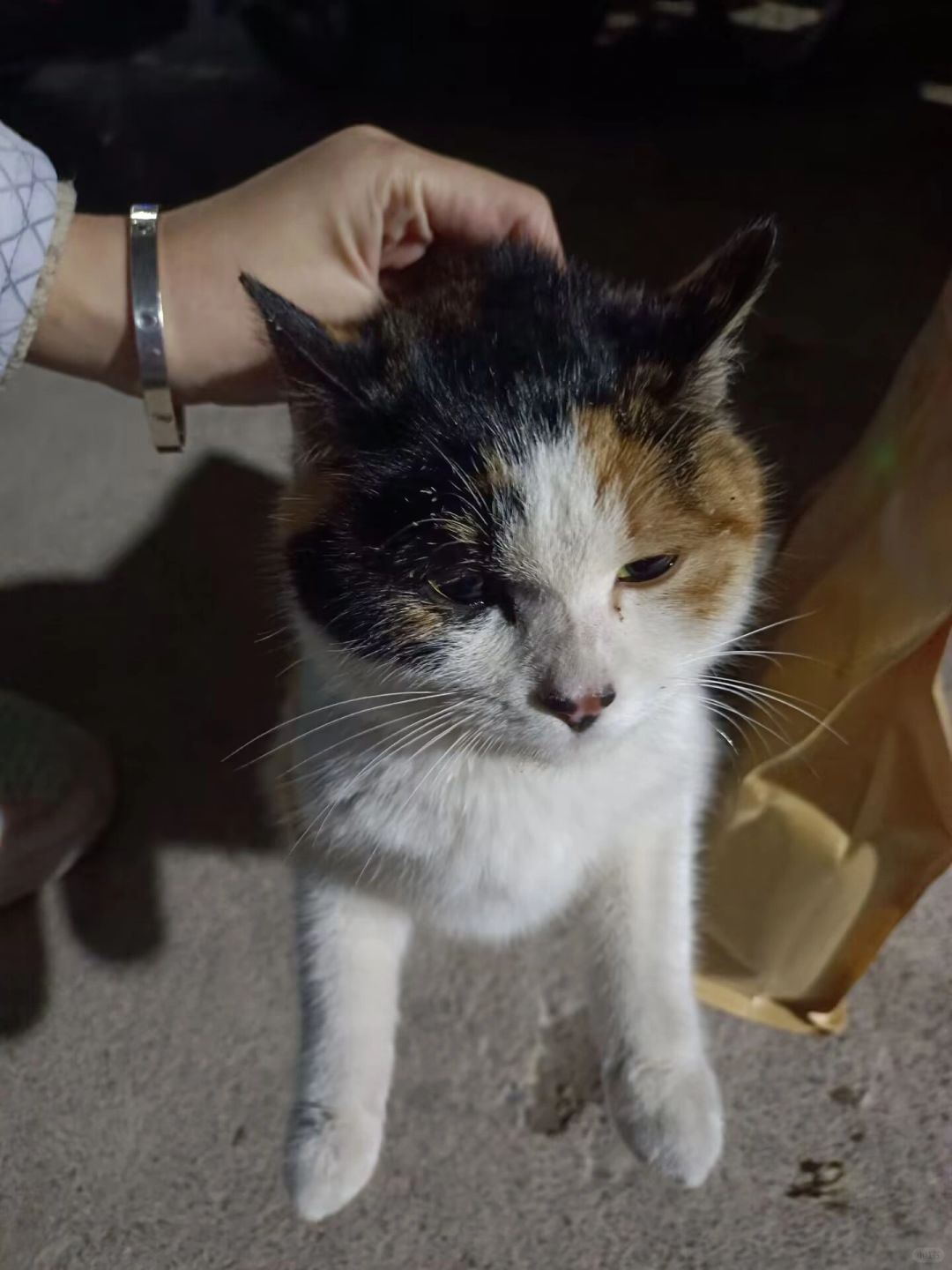 紧急插播——谁三花猫丢了