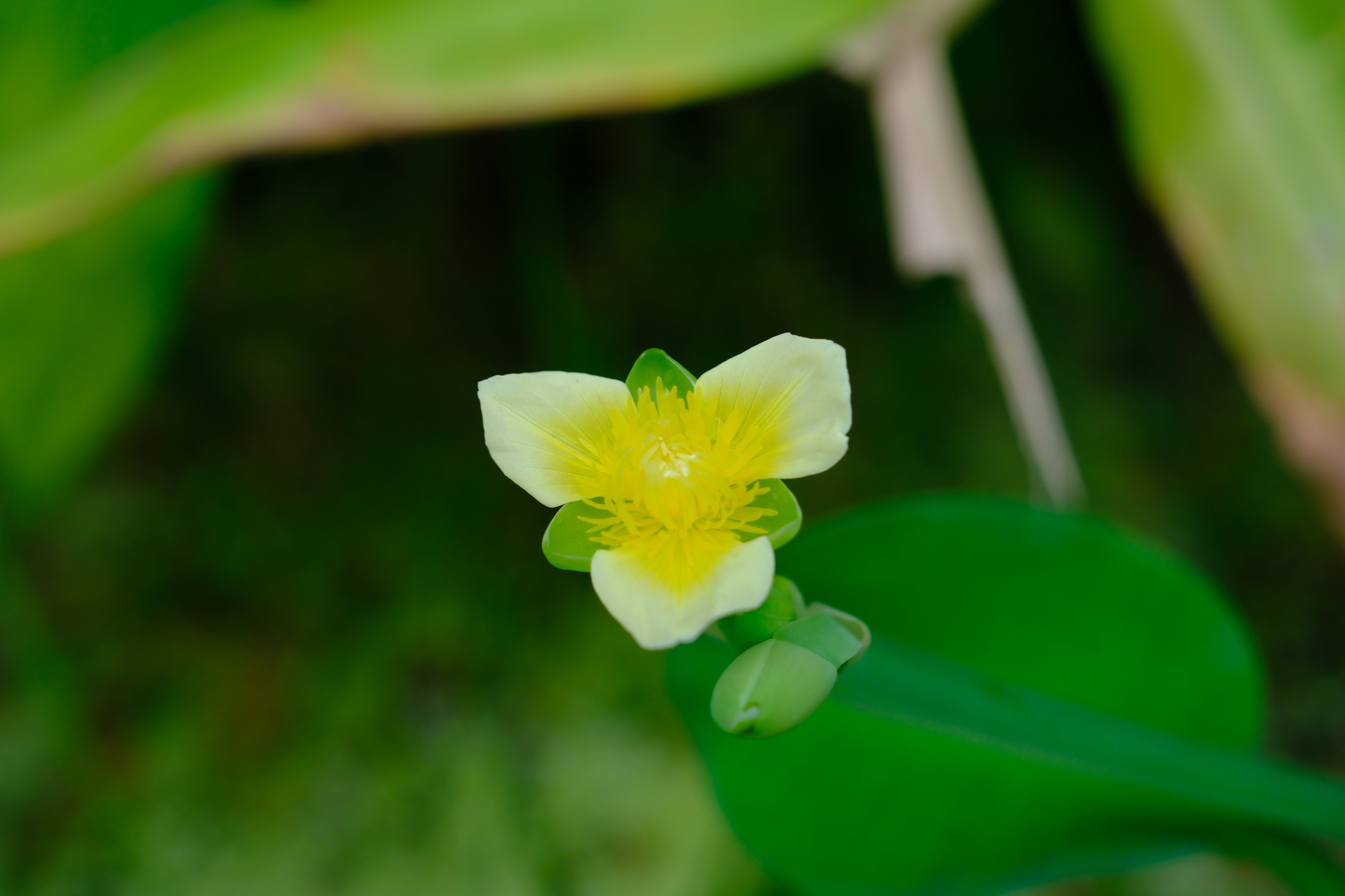 黄花蔺第一次见，三个花瓣很特别 植物 泽泻科 Alismataceae 黄花蔺属