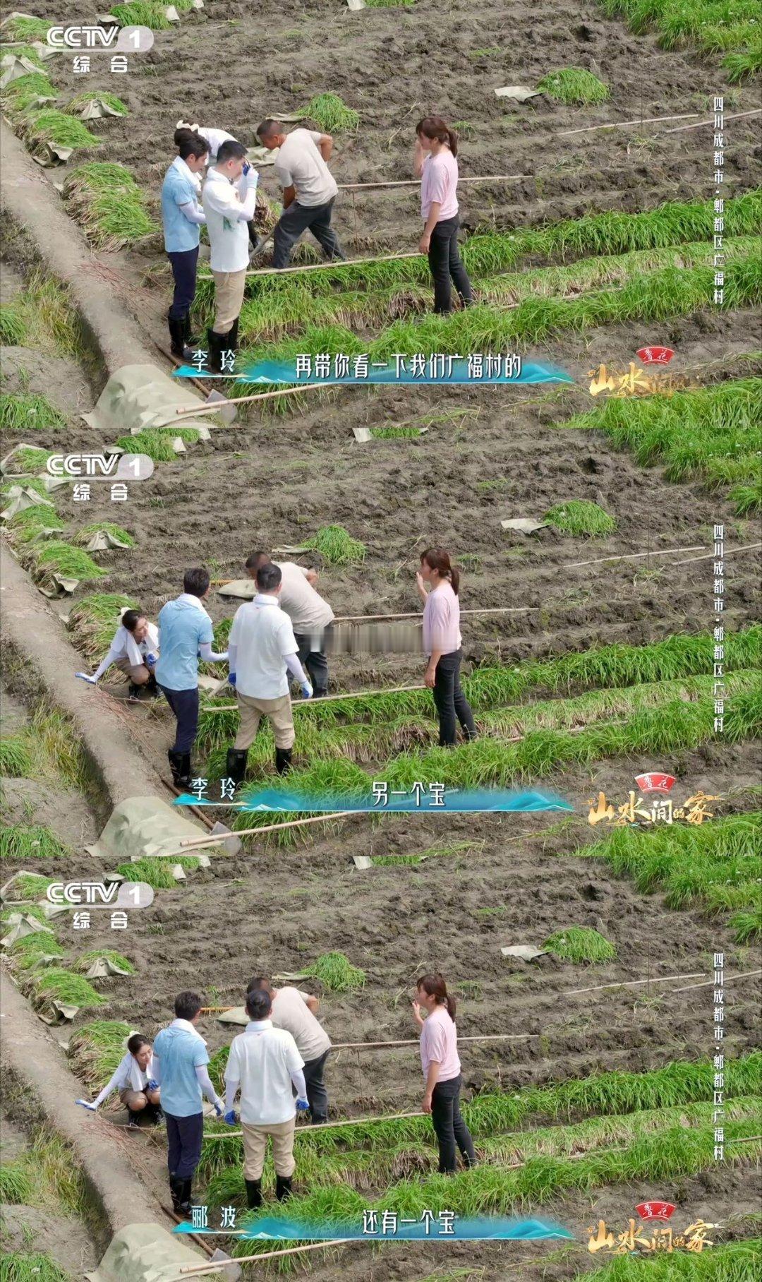 中国人的种菜技能太全面了韭菜做好防晒就是韭黄 阳台韭菜长得快，我试着用快递箱剪了