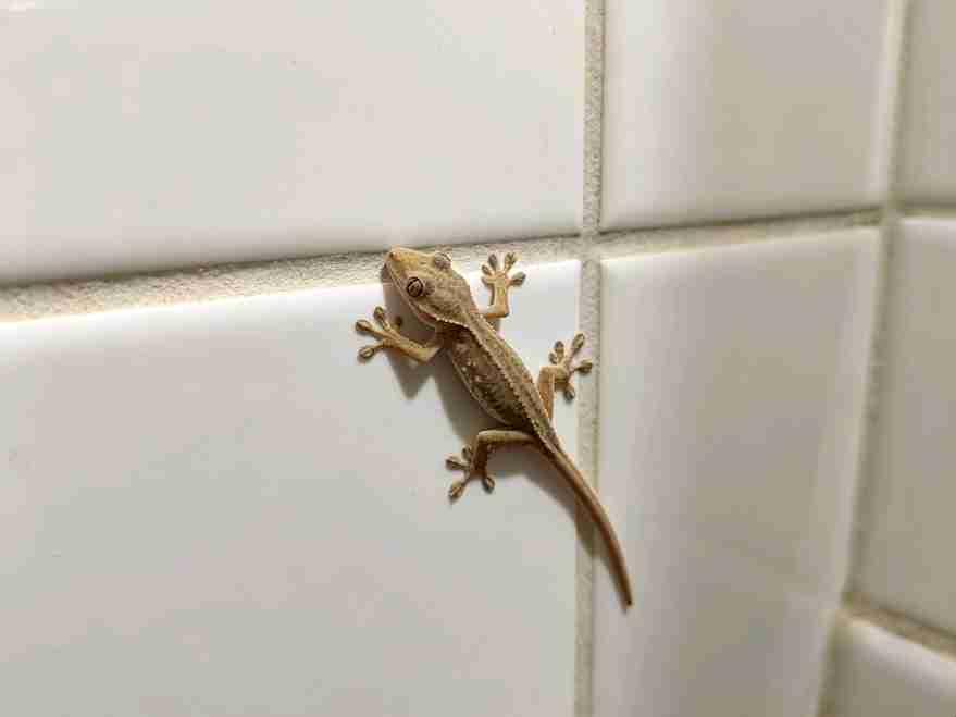最近家里卫生间突然冒出好多小壁虎，已经连续两天，发现两只不一样的，这都是什么预警