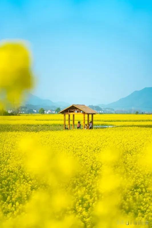 要说一年四季哪个季节景色最美，那可真是因人而异。春天是个“花花世界”，江南的油菜