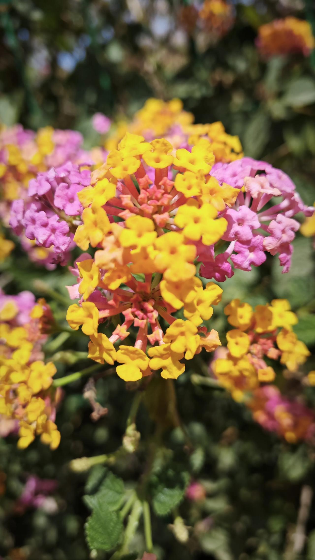 春日生活打卡季粉黄交织的花团，把春日揉成一团温柔的烟火。风过处，细碎的香气漫开，