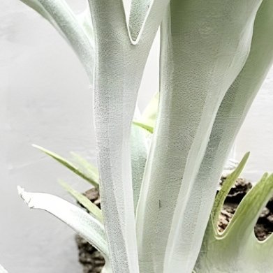 野银鹿角蕨（澳银鹿角蕨，小众板植蕨类） 外形：叶片自带一层银白色绒毛，形态像分叉