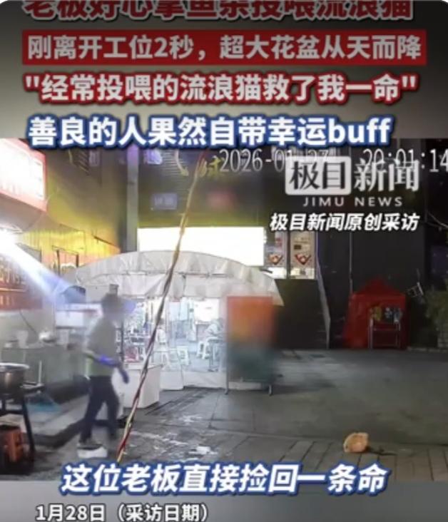 老板好心拿鱼杂喂流浪猫，离开工位2秒躲过高空坠落的花盆捡回一命，网友: 好人有好