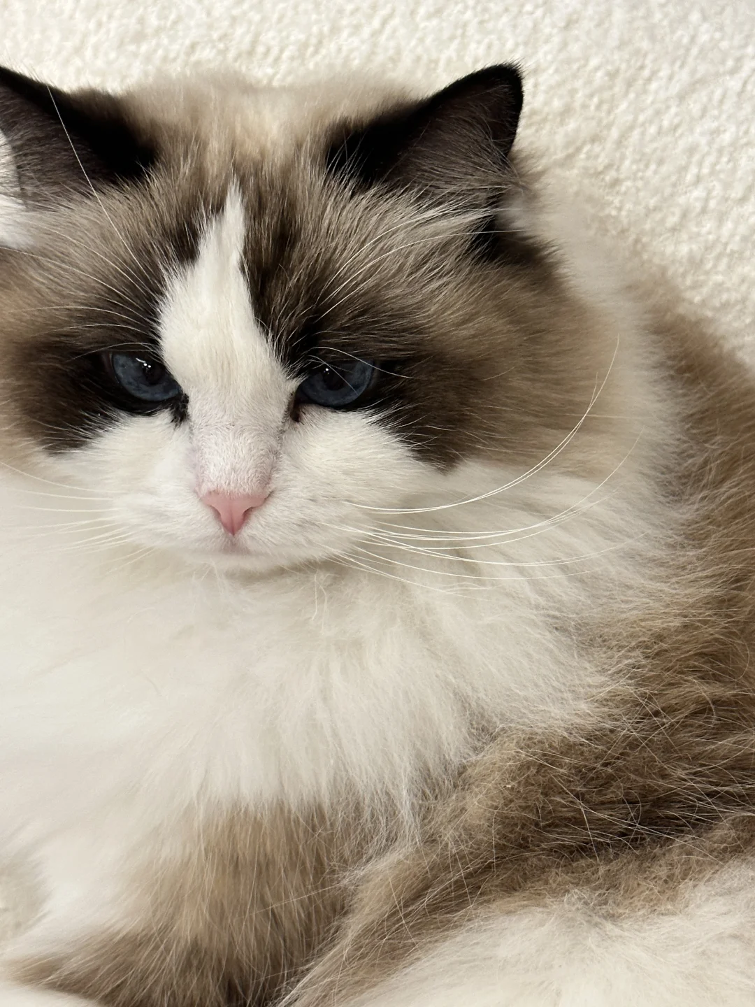 我家有布偶猫了！！！