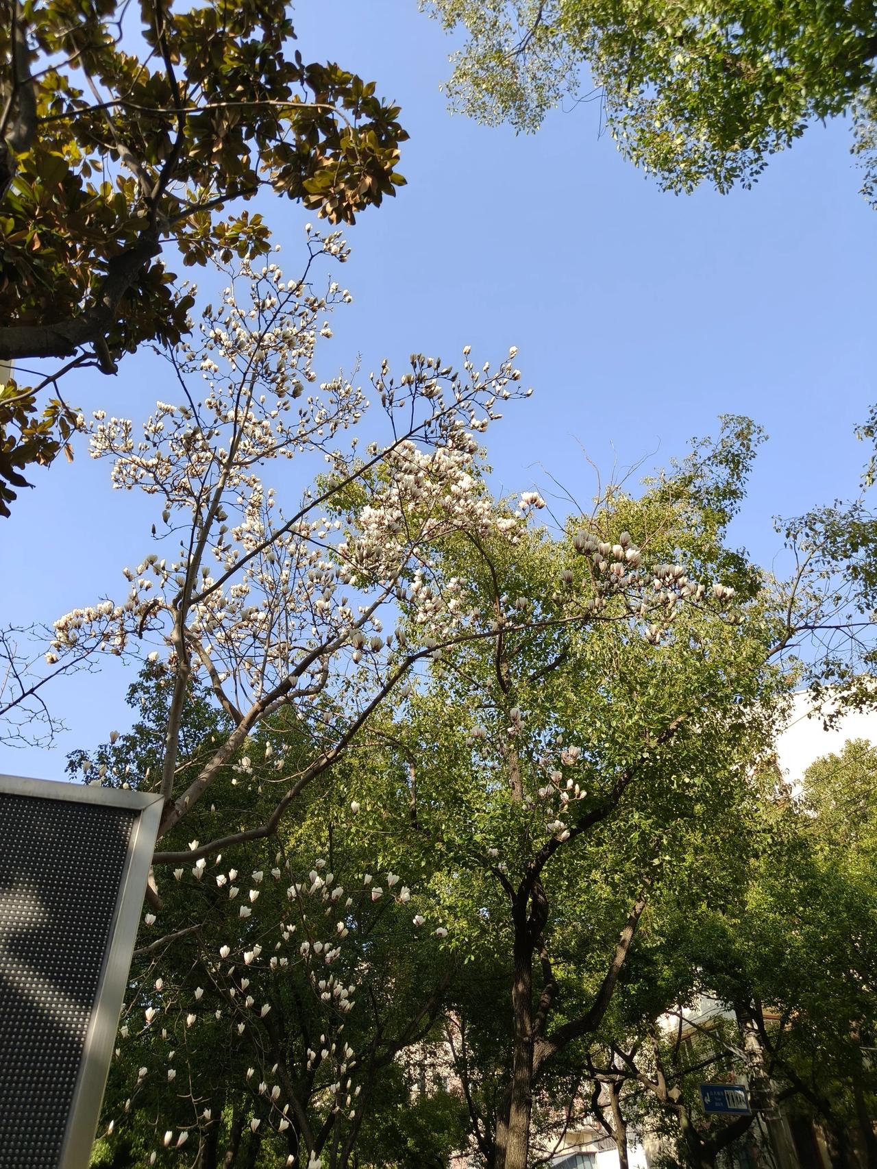 每次走密云路，都会想到婆婆，还经常路过婆婆最后一次摔倒的地方…可能一辈子都忘不了