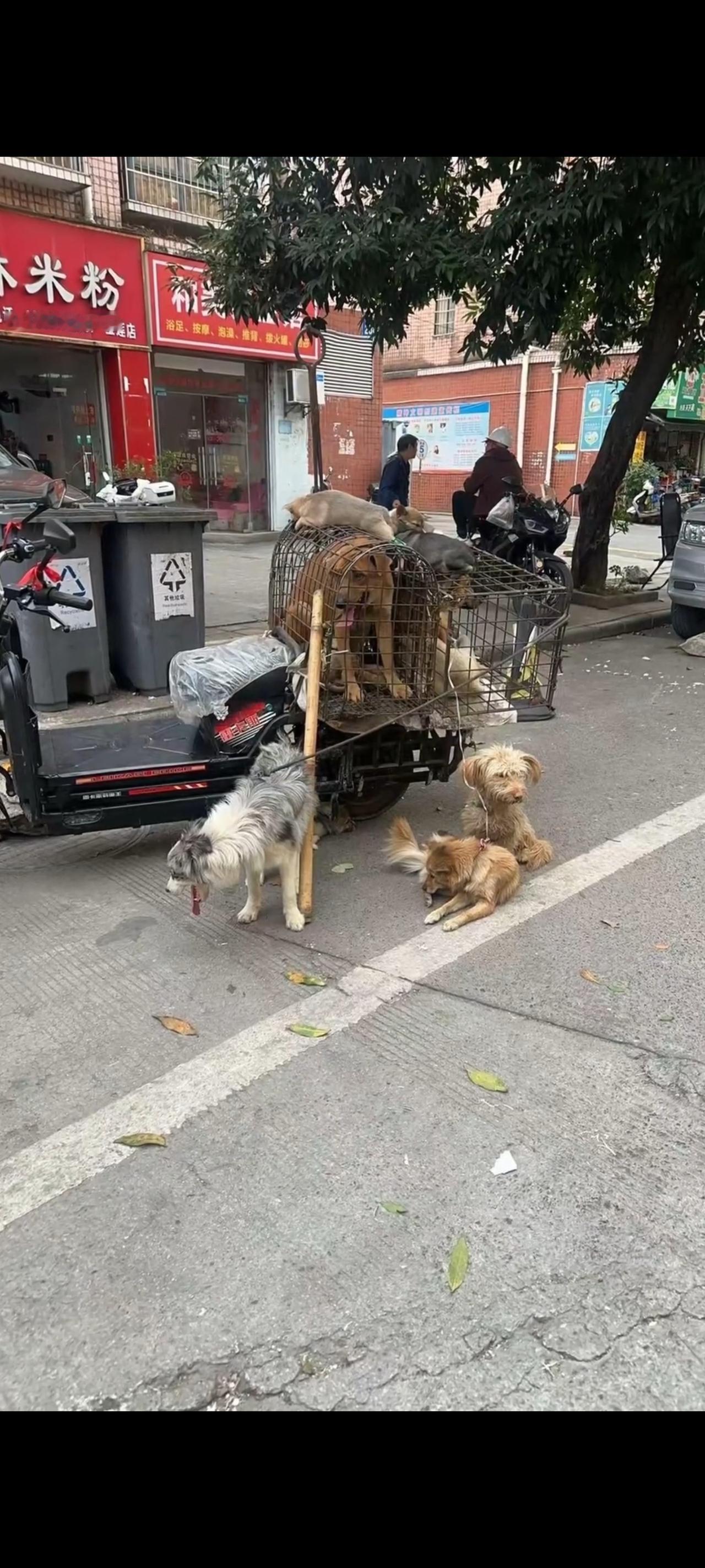 这段令人无比伤感的视频画面，拍摄于昨天下午两点左右，位于广西柳州市区的一条繁华的