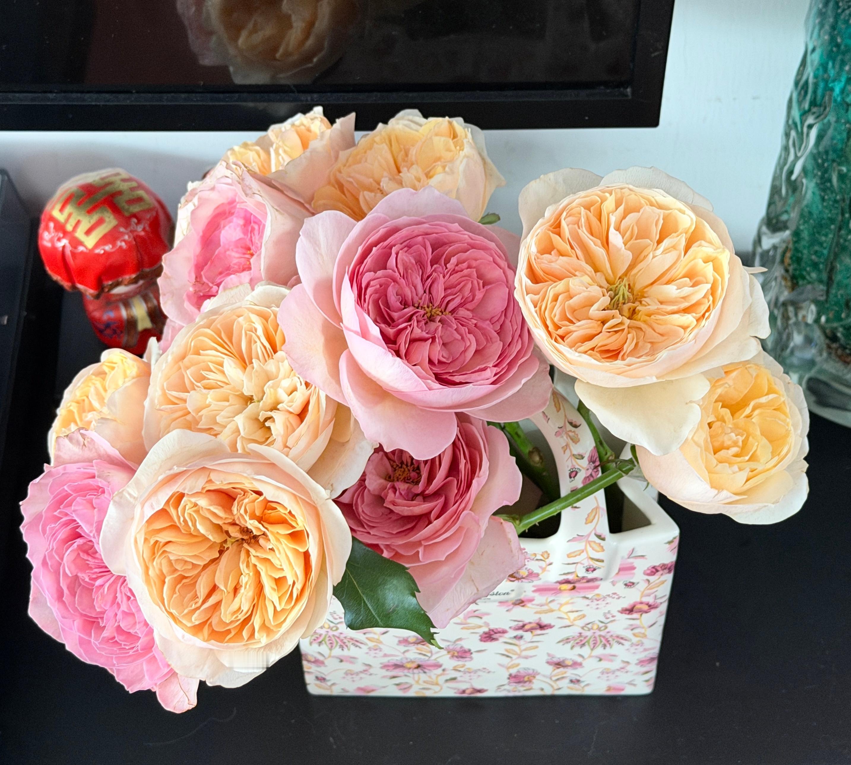 换盆Day🌺 