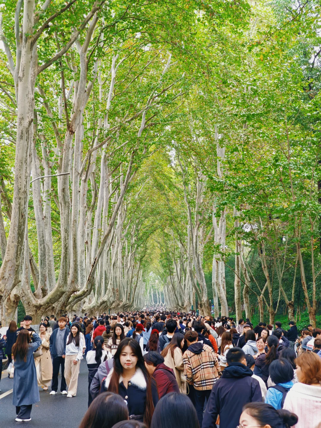 11.9实况｜南京梧桐大道还得再等半个月！