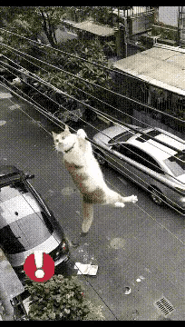 哈哈哈哈，我要让这个可爱的小猫咪乐疯了！看看它在干嘛？正在电线杆子上荡秋天，荡一