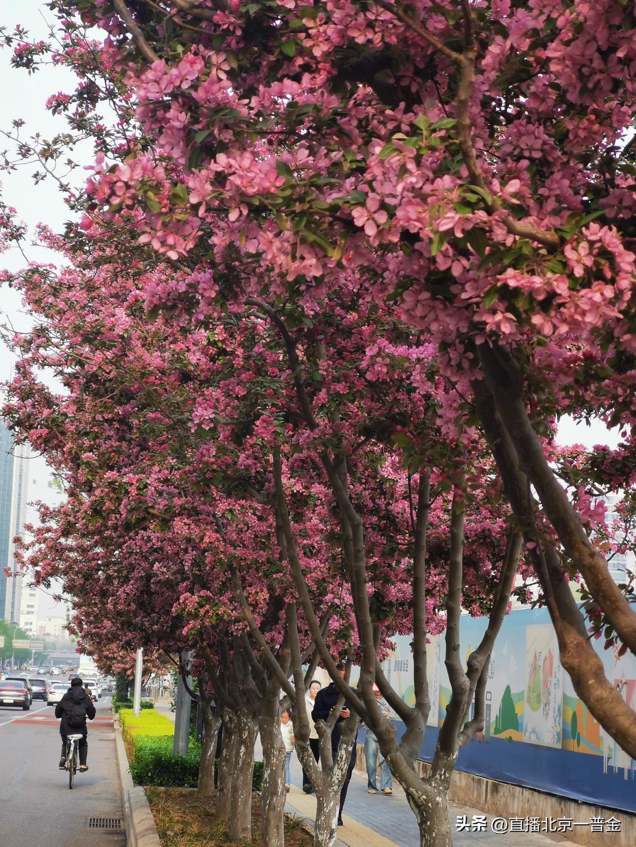 北京夏序，西城风物
 
风渡京华，春夏交替，西城的景致在温柔与恢弘之间缓缓舒展。