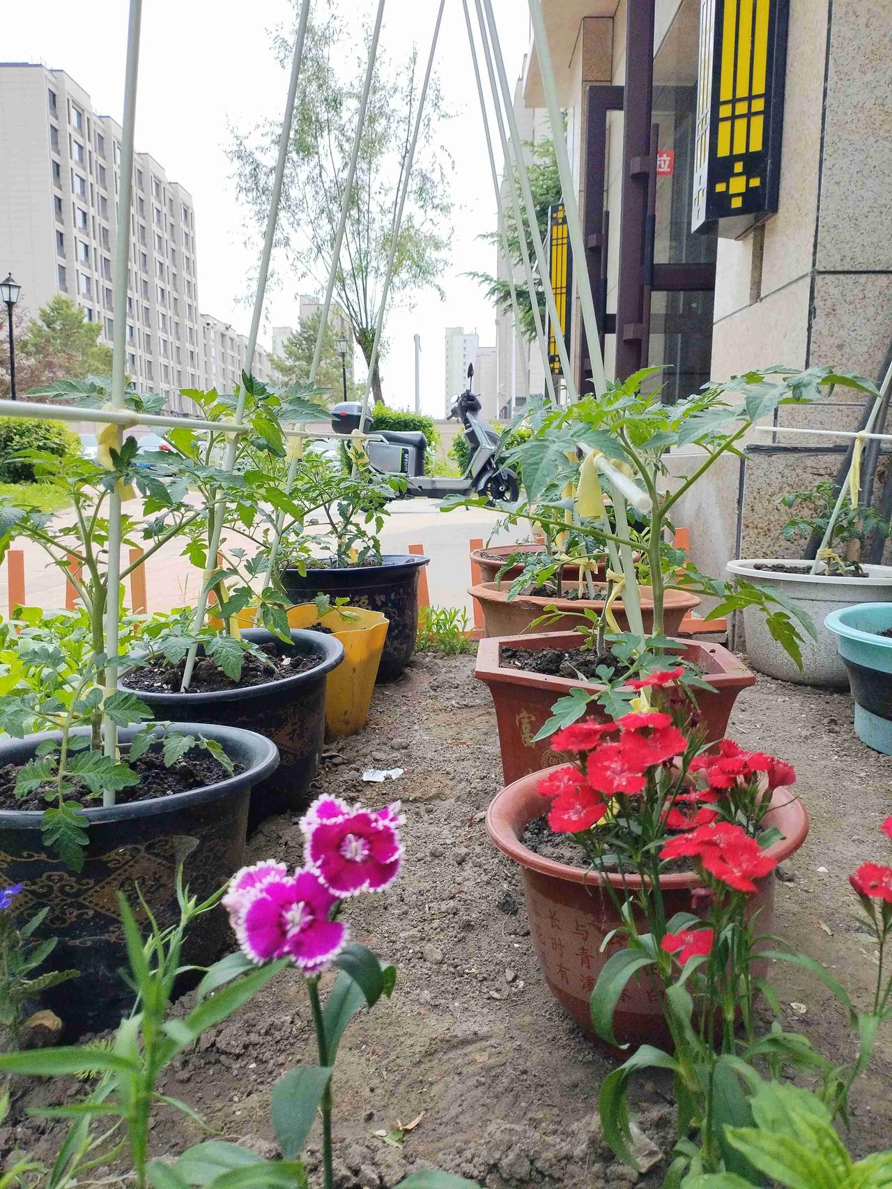 我的今日状态：😁轻松愉快
我这里的天气：☀️晴天
这里是黑龙江省大庆市龙凤区花