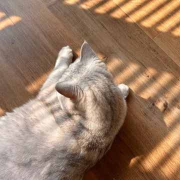 刘小树是只猪猪猪