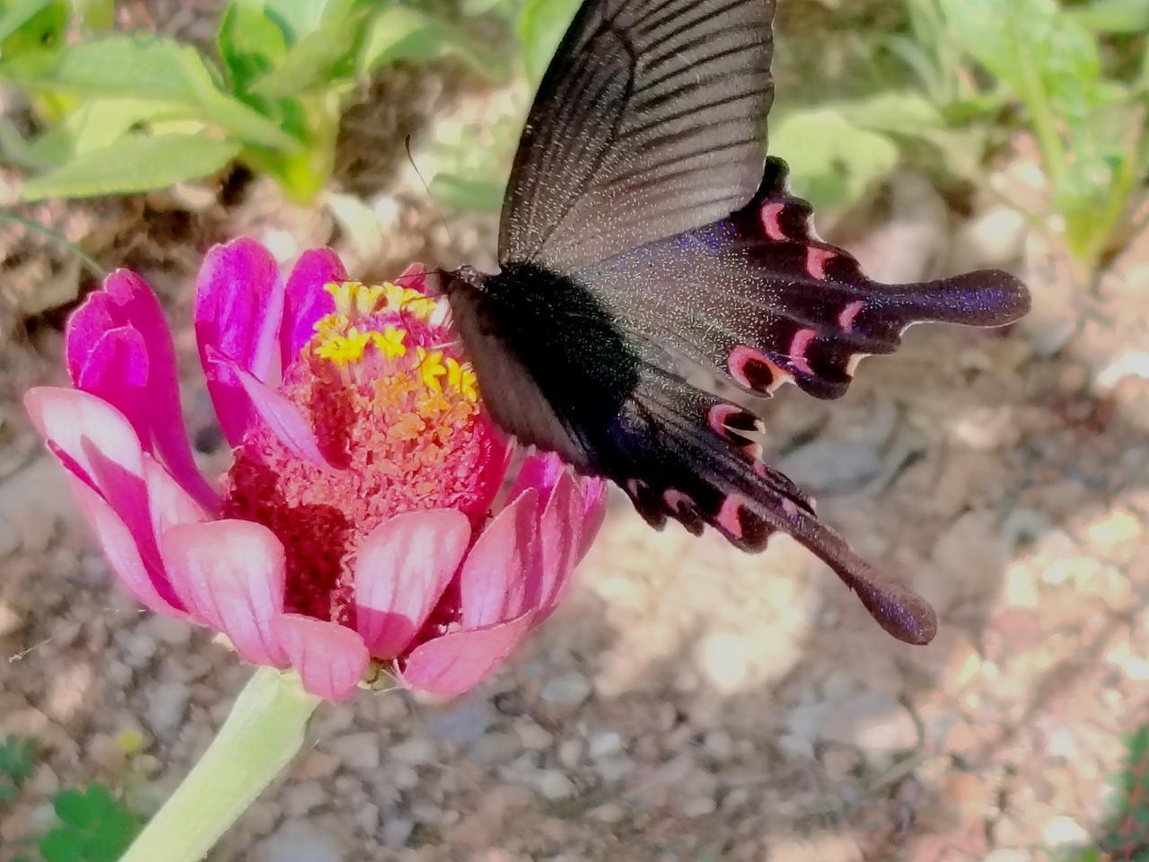 手机📱随拍：蝶恋花🦋🌹
手机拍美丽花朵