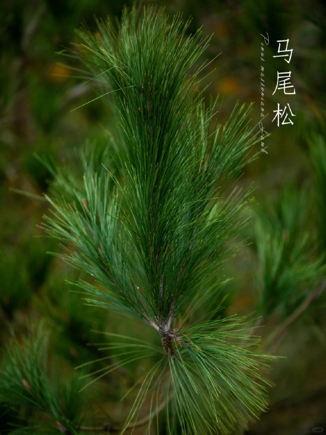山中的马尾松|自然探索