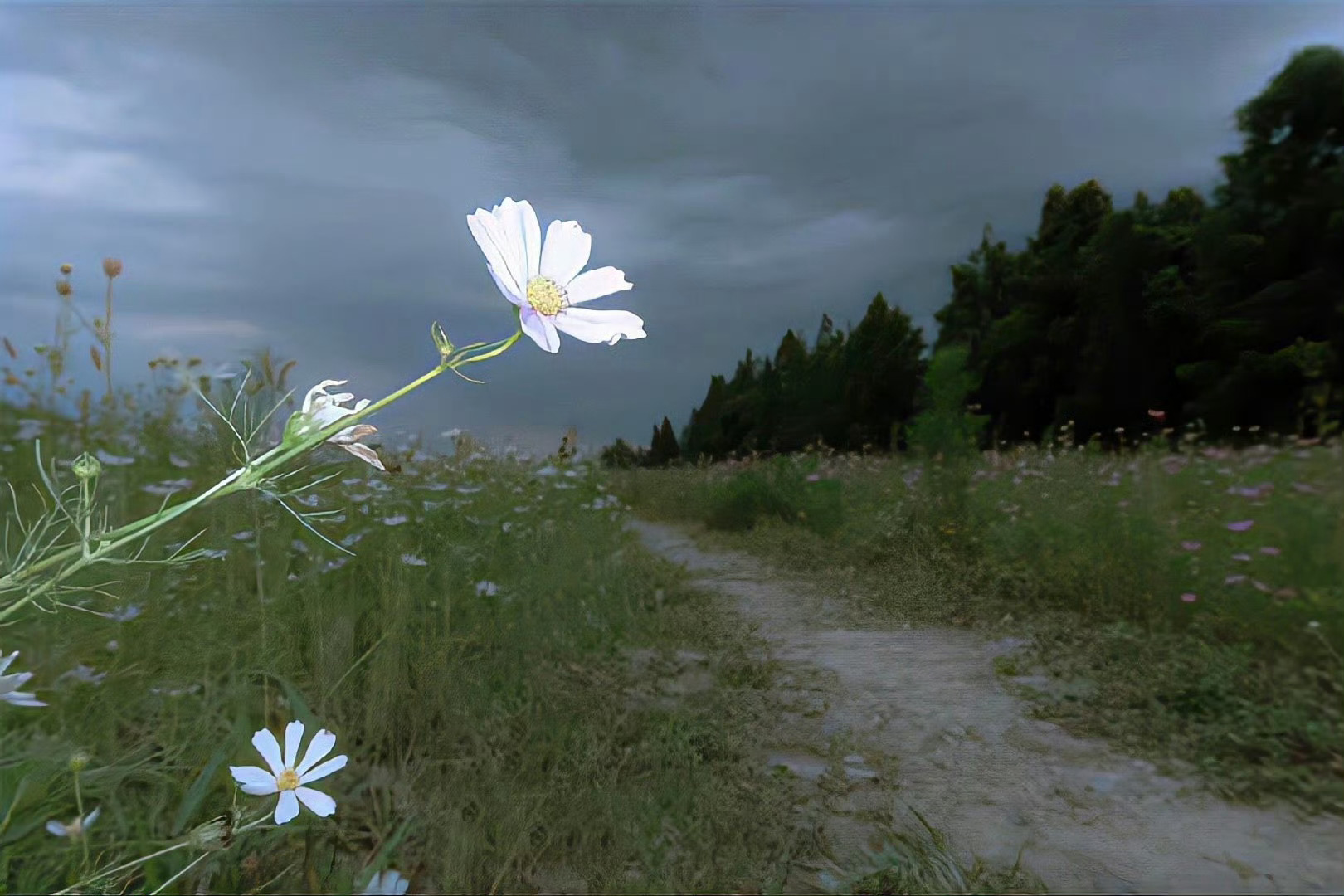 iPad 平板 电脑 壁纸 