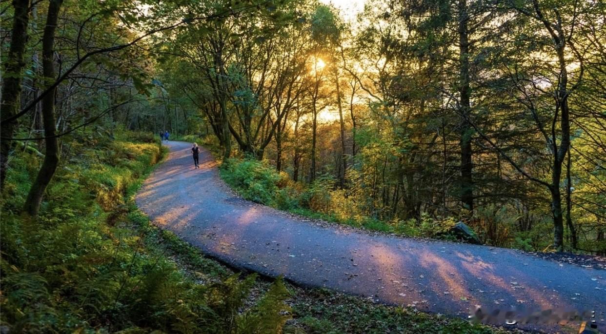 夕阳穿过层层枝叶，将金色的光斑铺满蜿蜒小路。
于幽静山林间缓步前行，时光也慢了下