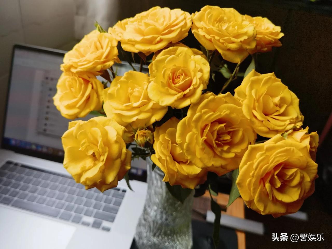 黄玫瑰插于花瓶之中，那画面着实幸福满满。每每望见，便觉生活添了一抹亮色。
我也曾